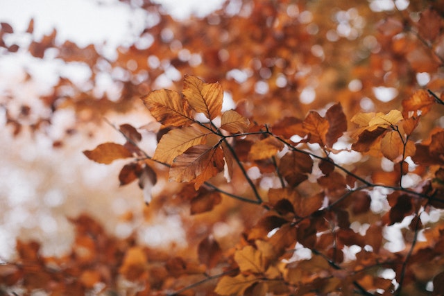 Speciaalbier van de natuur: de herfstbieren zijn terug!